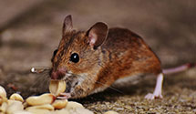 24 Hour & Emergency Exterminators in Glenvar, VA